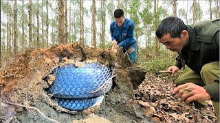 Following the terrifying hissing sound, suddenly discovered a giant king cobra nest in the jungle.