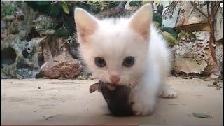 The first mouse of a tiny kitten! 