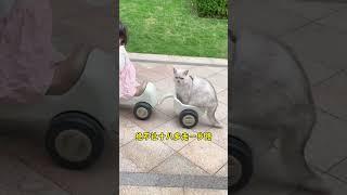 快來看看被娃寵了兩年的貓咪有多幸福！#cat #猫 #catandbaby #shorts