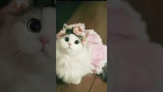 cute little cat beautiful Hamza and khadija