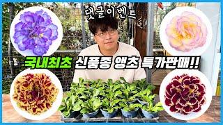 역대급 신품종 앵초 국내최초 공개!! 얘는 꼭 키워보세요!! 특가판매&댓글이벤트 까지!!