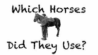 Civil War Cavalry: Which types of horses were used?
