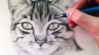 How to Draw a Cat