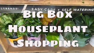 Lowe’s Big Box Plant Shopping Huge Clearance Deals Rare Plants Houseplant Shopping