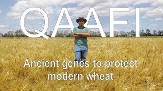 Ancient genes to protect modern wheat: Adnan Riaz, QAAFI