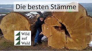 Die teuersten Stämme: Wertholzversteigerung #wildaufwald