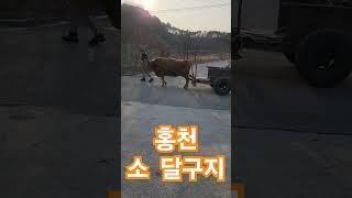 홍천 소 달구지