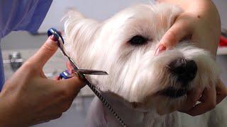 Cute Westie Dog Grooming  (Scissors and Clippers Hairstyle) West Highland White Terrier