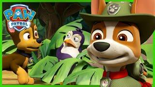 ¡Los cachorros de rescate en la selva ayudan a los pingüinos a regresar a casa! - PAW Patrol Español