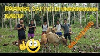 FILM PENDEK LUCU ASLI BIKIN NGAKAK ~ GARA - GARA SAPI || KAMA KACO