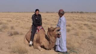 Camel Safari in Dhanana, Jaisalmer, Rajasthan