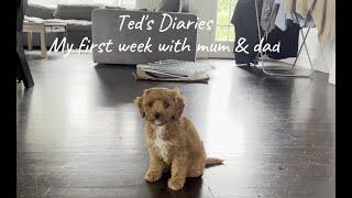 I'm Ted, a Cavoodle puppy. This is my first week with my new mum and dad.