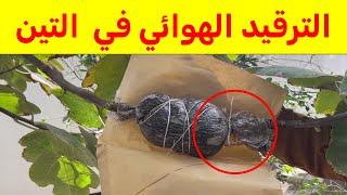 اسرار نجاح الترقيد الهوائي في التين. (دليل خطوة بخطوة): تفسير عملية الترقيد الهوائي ومميزاتها