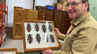 Max Barclay - The Coleoptera Collections of the Natural History Museum, London