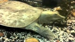 I Like Turtles: Spiny Softshell Turtle