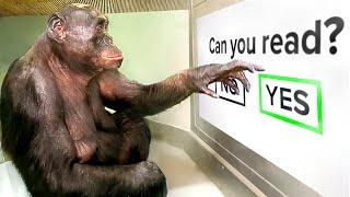 World's Smartest Ape Takes An Intelligence Test