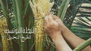 النخلة التونسية - تلقيح النخيل