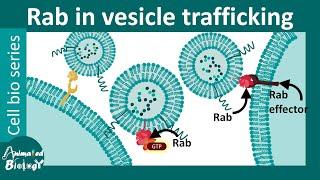 Rab proteins in vesiclular trafficking | Rab GTP and membrane trafficking | Cell bio lecture