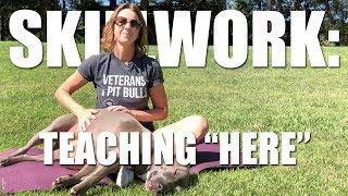 Skillwork: Teaching Your Dog "Here"