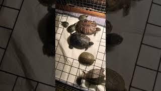 #Baby red ear slider vs mississippi #red eared slider turtle
