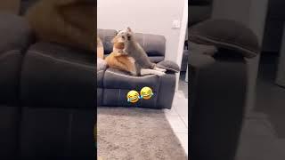 Hilarious Raccoon Wrestles With Adorable Golden Retriever! #Shorts