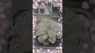 #김용빈님#  내사랑지금어디금화다육 뜰다육에서오후2시실방합니다