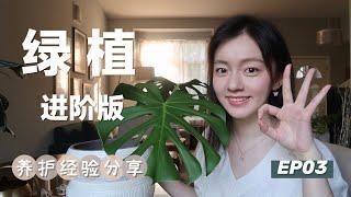 室内绿植新手进阶版养护经验分享  | 换盆 | 水培 |实用工具推荐 | Houseplant care guide and tricks [EP03]