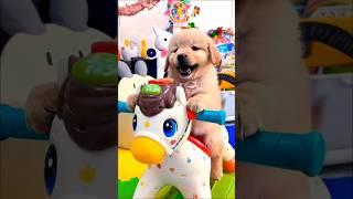 Cute little puppy dog riding a toy horse #puppy #dog #cutedog #doglover #pets #youtubeshorts #shorts