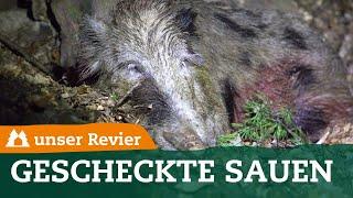 Woher kommt die Scheckung bei Wildschweinen? | Wildboar | Wildschweinjagd | unser Revier | #44