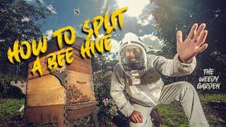 HOW TO SPLIT A BEE HIVE - And relocate your bees