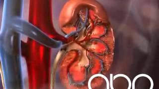 Kidney Disease