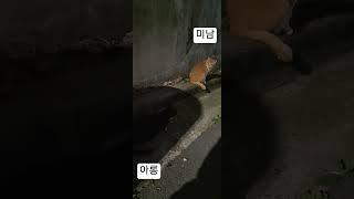 미남이랑 아롱이랑