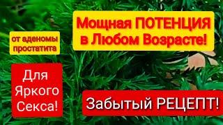 МОЩНАЯ ПОТЕНЦИЯ в Любом Возрасте! Забытый Рецепт! Невероятные свойства Ботвы для МужскогоЗдоровья!