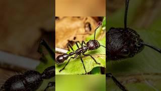 The Most Dangerous Animals of the Amazon Rainforest  #shorts