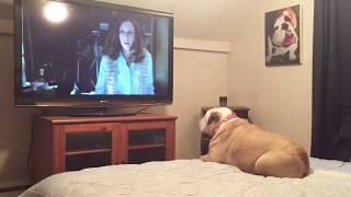 Bulldog Reacts To Terrifying Nun Scene in "The Conjuring 2"