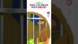 푸바오 관찰에 필요한 신호인가봐요 #푸바오실시간 #푸바오근황 #판다월드 #에버랜드 #아이바오 #러바오 #루이바오 #후이바오 #강바오 #송바오 #푸바오가임신증상