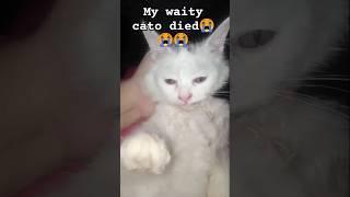 My white cato died ||  || #cat #shorts #viral