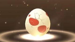6 Red Eggs Hatching - 05 Nov 2023