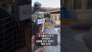타조 무서워~ 청순이 형의 도전! 먹이주기 체험 (원주 자연생태원)