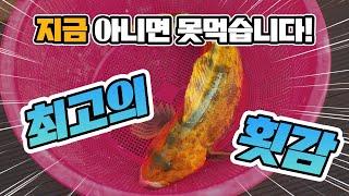 정말 맛 있지만 먹을 수 있는 시간이 얼마  안남았습니다!!삼척 임원항  리뷰!!!