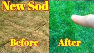 Laying Sod - How to Make New Sod Grow