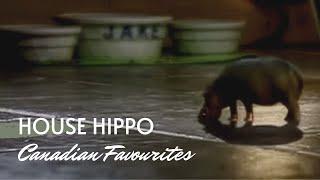 The North American house hippo. A favourite Canadian commercial from 1999.