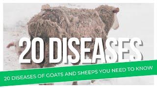 20 Diseases Of Goats And Sheeps You need To Know