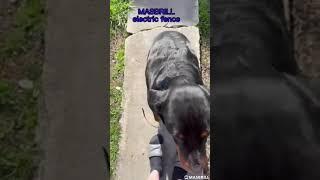 Look at this influencer's review of the Masbrill Electric Dog Fence--Part I