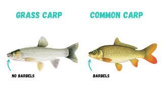 Learn How to Distinguish Invasive Grass Carp from Common Carp. Help Stop the Spread.