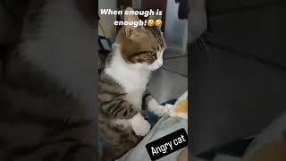 #angrycat #millionaire