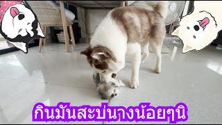 กินมันสะบ่นางน้อยๆนิ | ข้าวเหนียว ขี้กระโปกหมา