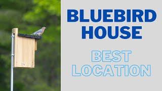 Where to Place A Bluebird House - BEST Nest Box Location