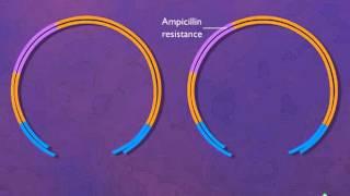 Construction of a Plasmid Vector [HD Animation]