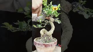 BONSAI VIETNAM STYLE BUAT INSPIRASI..  |INSPIRASI BONSAI